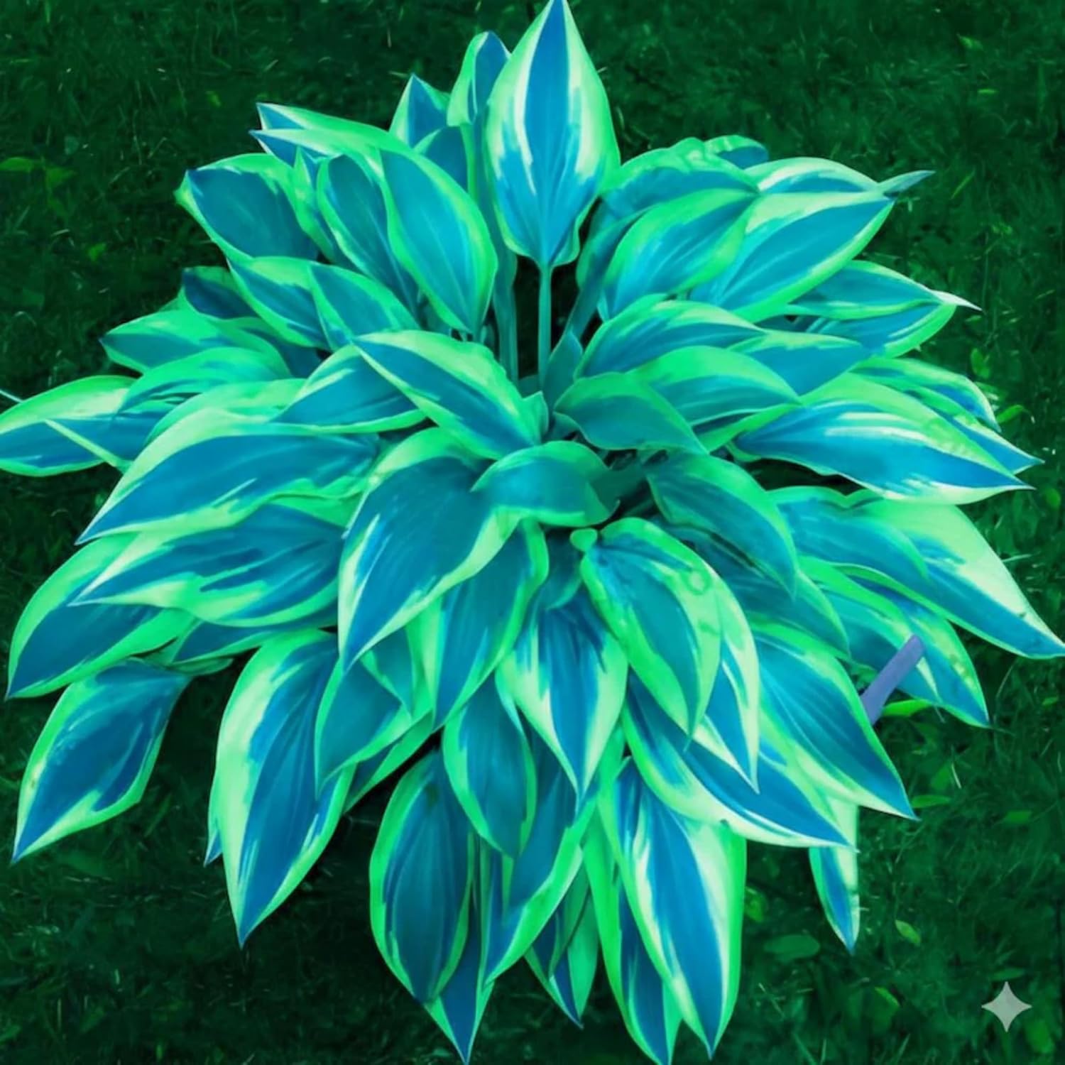 81FY+SGnh5L._AC_SL1500_