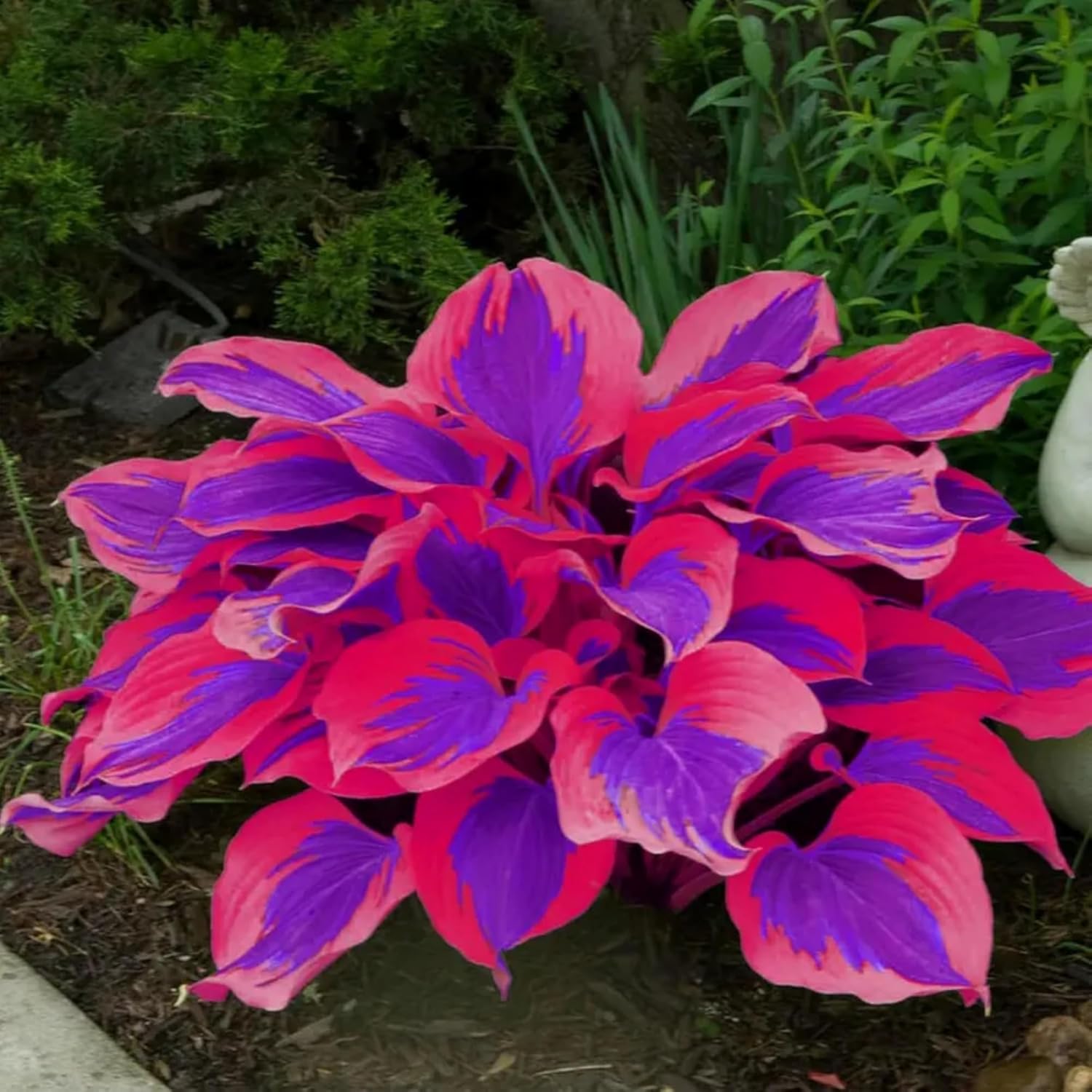 81VD9a+2RWL._AC_SL1500_