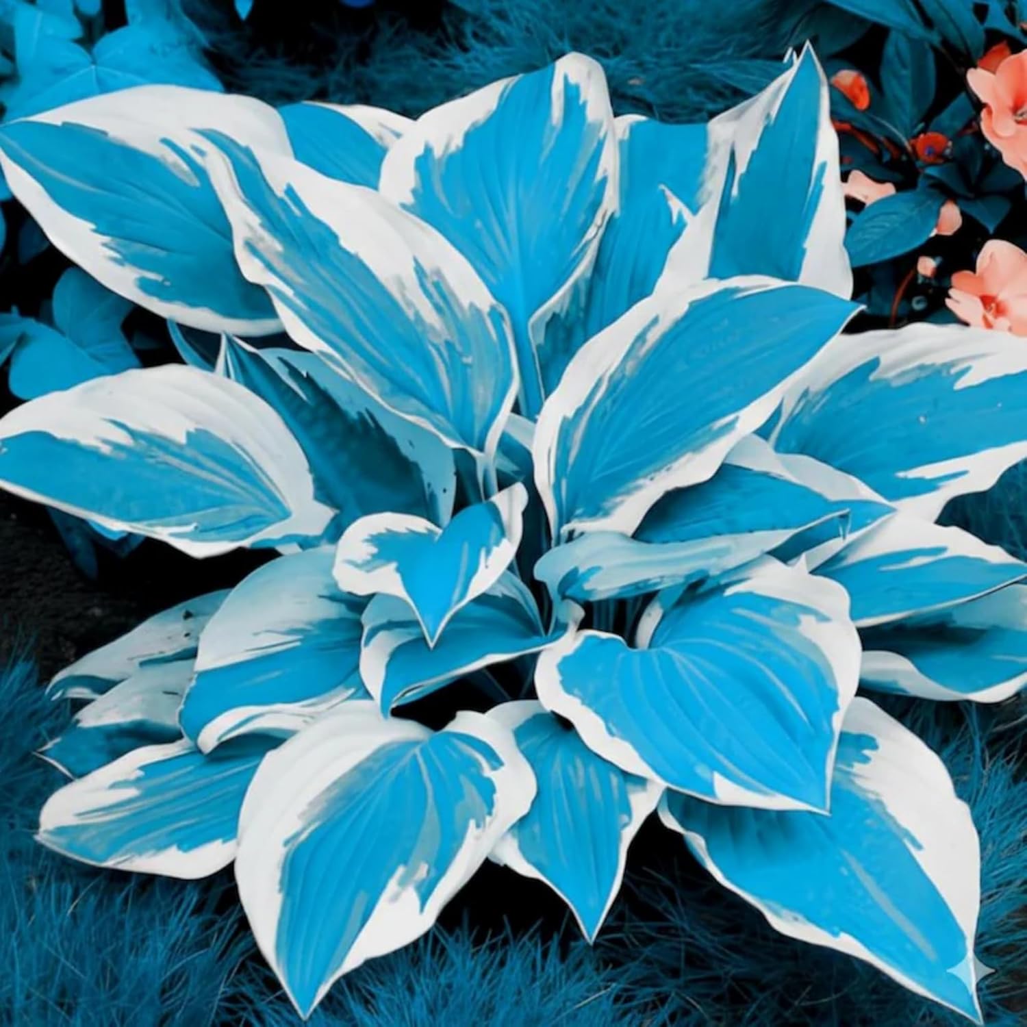 81nbCLx+01L._AC_SL1500_