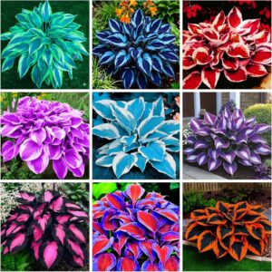 390+ Rare Hosta Seeds for Planting Perennial Heart-Shaped Hosta Bare Roots – Rich Foliage, Heart Shaped Leaves, Outdoor Garden Attract Pollinators Bonsai Decoration